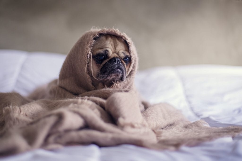 Top 10 Tips for a Lifetime of Good Health for Your Pet 6 heartworm infection in your pet