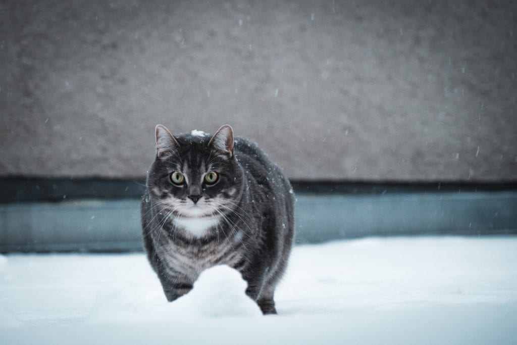 Top 10 Tips for a Lifetime of Good Health for Your Pet 7 excercise for your pet