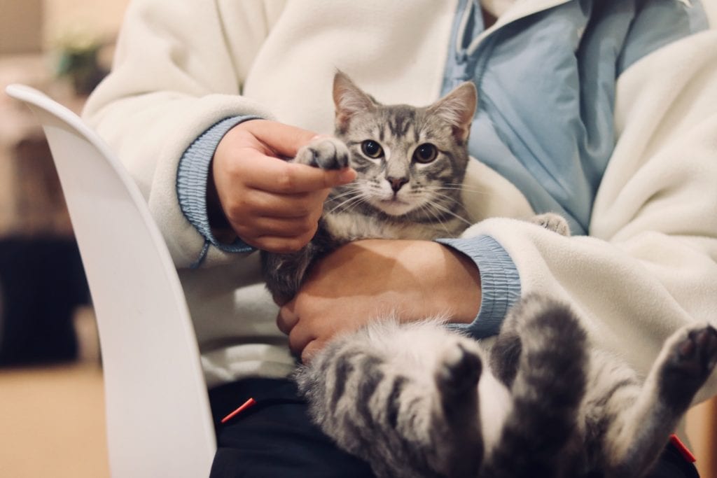 Top 10 Tips for a Lifetime of Good Health for Your Pet 4 take your pet to the vet