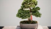 photo of green leafed bonsai style plant on brown pot