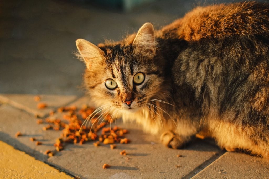 Top 10 Tips for a Lifetime of Good Health for Your Pet 8 food for your pet
