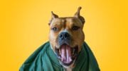 dog breath