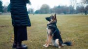 person in black jacket standing on green grass field during daytime dog training
