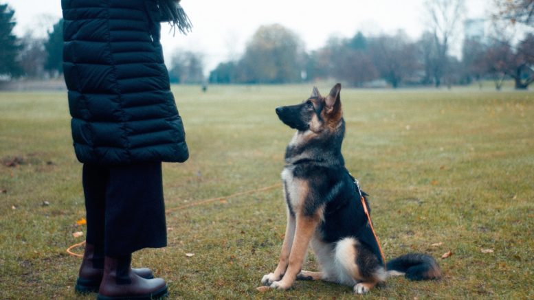 person in black jacket standing on green grass field during daytime dog training