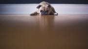 keep your pet healthy