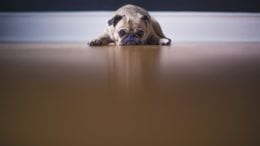 keep your pet healthy