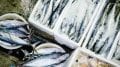 raw fish lot