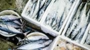 raw fish lot