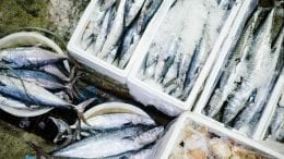 raw fish lot