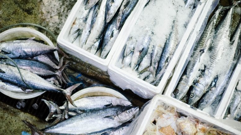 raw fish lot