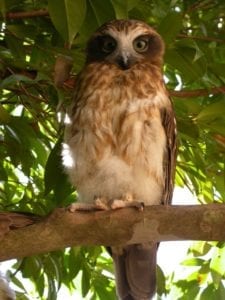 Boobook Owl (Photo Hugh Kneebone)