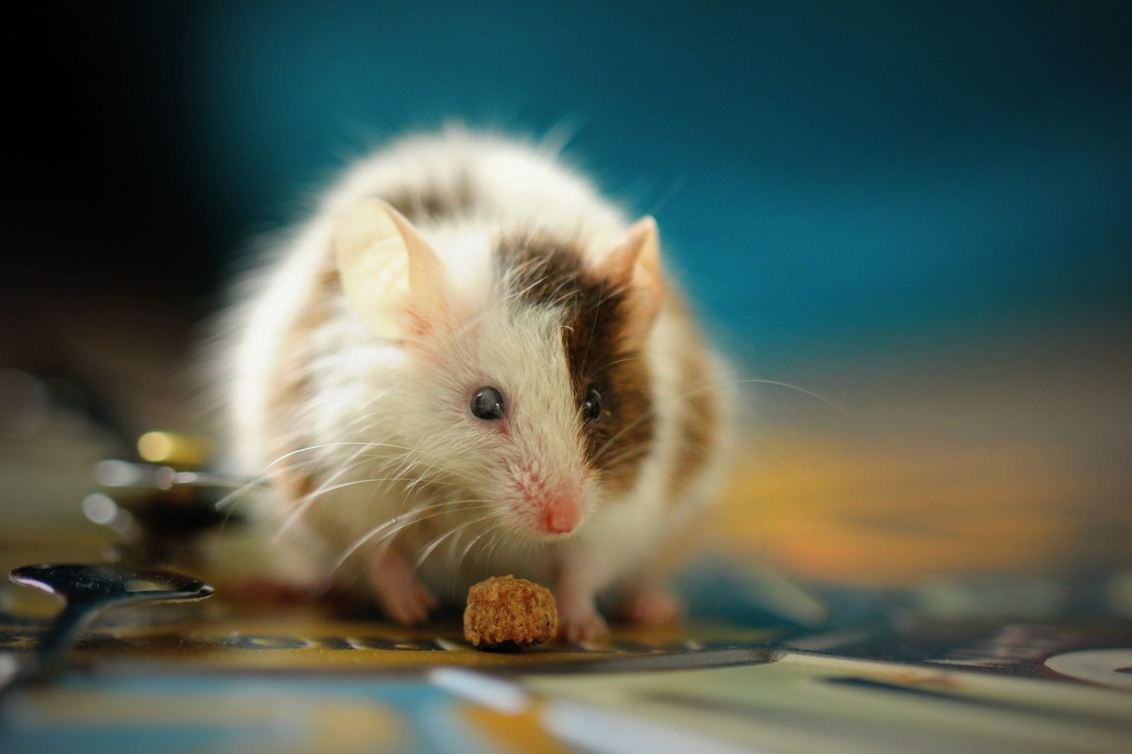 get rid of mice