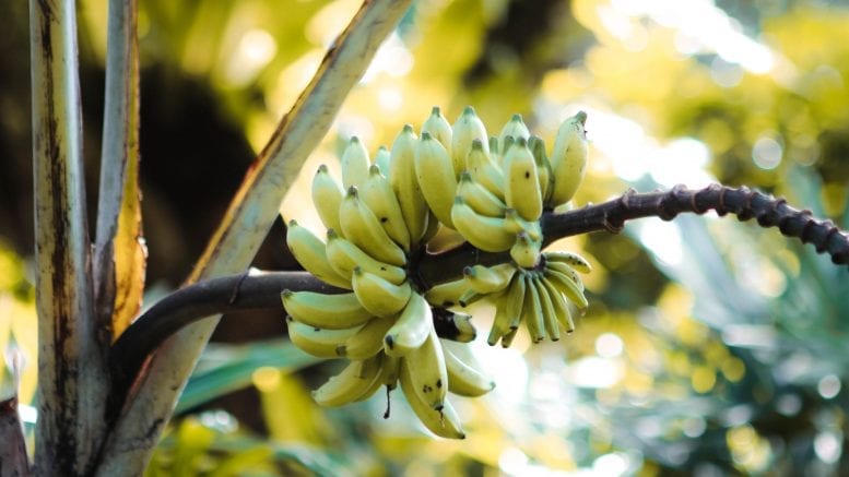 bunch of yellow bananas