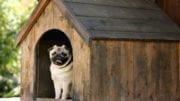 kennel cough